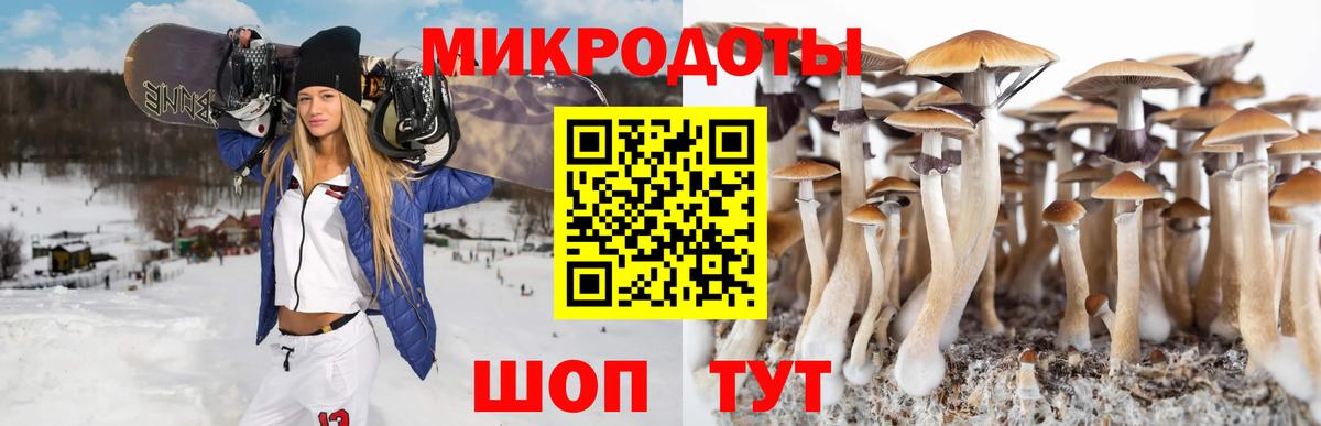 Псилоцибиновые грибы Psilocybe Урюпинск